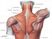 Anatomy & Physiology