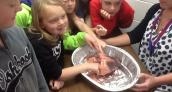 Lentfer's students explore circulatory system with cow heart
