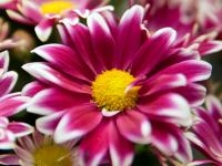Advanced Floral Design